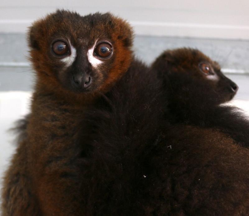 Rare Red-bellied Lemurs' Easter Arrival At Yorkshire Wildlife Park